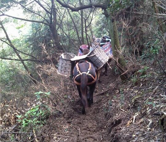 广州马帮运输公司