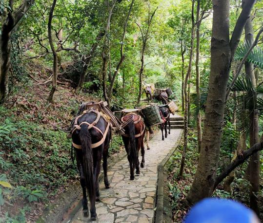 广州马队运输电话