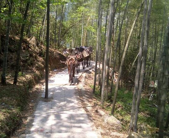 广州马队运输公司