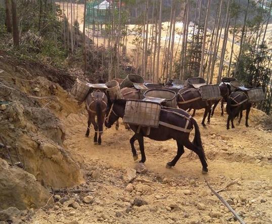 广州山区马队运输