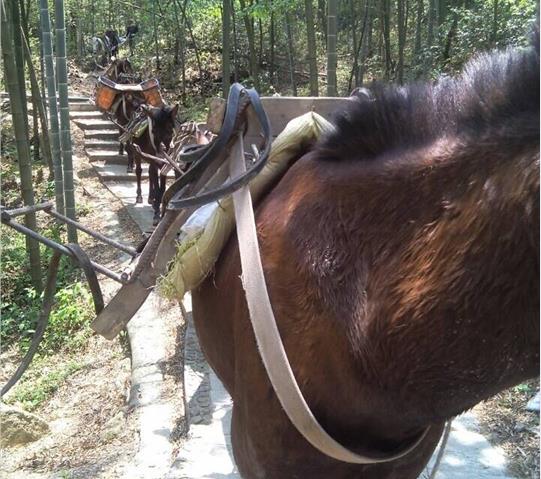 广州骡马队运输