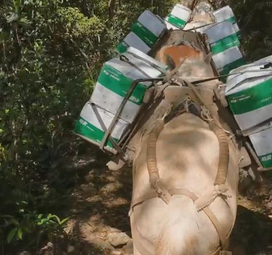 广州骡马山路运输