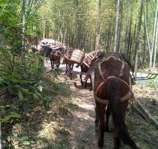 广州骡马运输公司