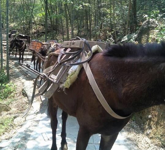 广州山路骡马运输