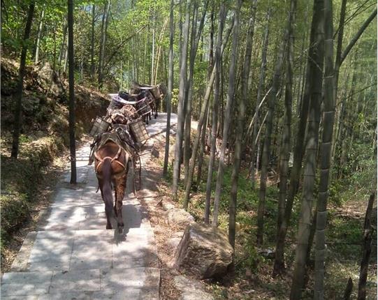 广州山区骡马运输