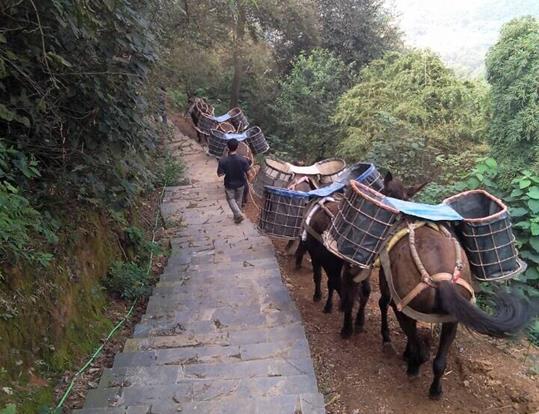 广州骡马运输电话