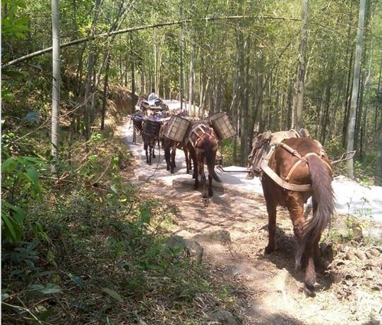 广州马帮运输电话