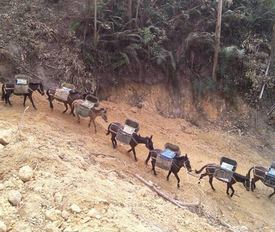 广州山路马帮运输